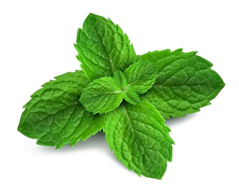 Peppermint Png Transparent Images Png All