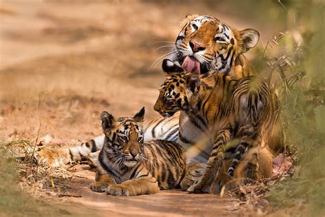 Wwfs Top 10 Facts About Tigers Wwf
