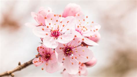 Flower Bloom Branch Pink 4k Hd Wallpaper