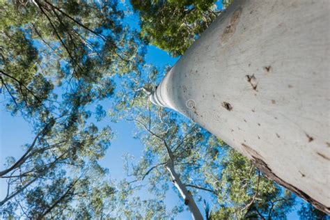 Large White Eucalyptus Tree With No Bark Towering Overhead Stock Photo