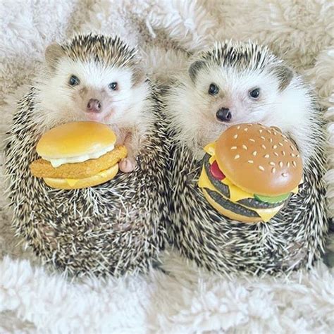 Hedgehogs Eating Hamburgers My Two Favourite Things 🍔💕
