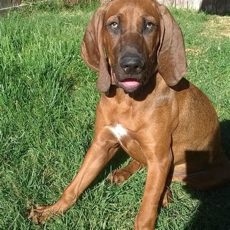 Redbone Coonhound Dog Breed History And Some Interesting Facts