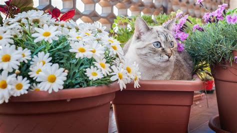 How to keep cats from using garden as litter box. 10 Ways to Keep Cats Out of Your Yard or Garden [Video ...