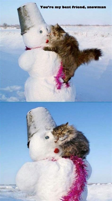 Snow Cat Funny Pinterest