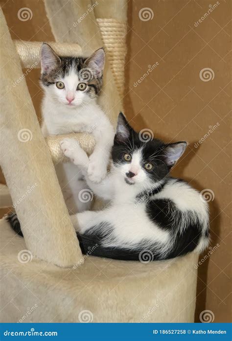 Young Kittens Playing Together On A Cat Tree Indoors Stock Photo