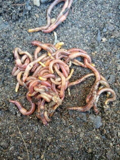 50 Organically Raised Live Red Wiggler Worms Composting Worms