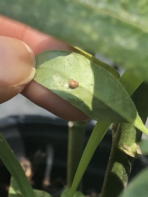 Tips On Identifying The Aphid And Getting Rid Of It On Milkweed R