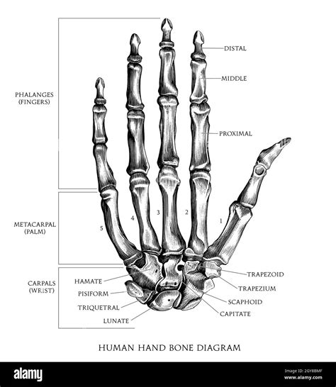 Human Hand Bone Diagram Hand Draw Vintage Engraving Style Black And