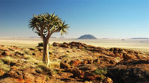 Download Namibia Quiver Tree In Karoo Desert Wallpaper