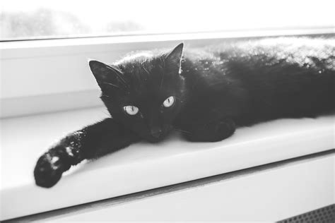 1366x768 Wallpaper Black Cat Relaxing On Window Sill Peakpx