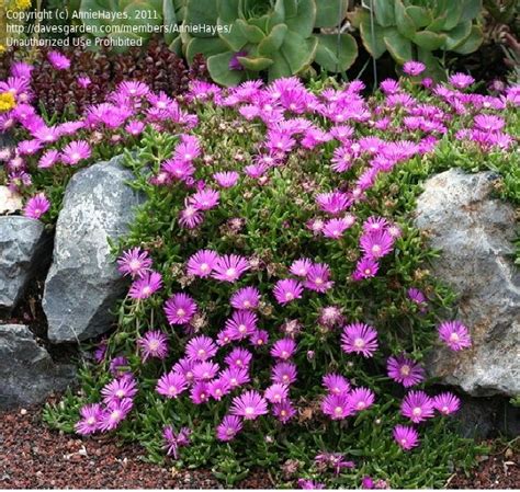 How To Grow And Care For Ice Plants Plants Ice Plant Delosperma Cooperi