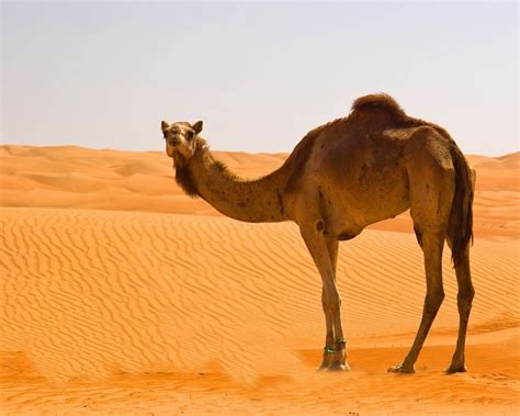 Desert Camel Wallpapers Wallpaper Cave