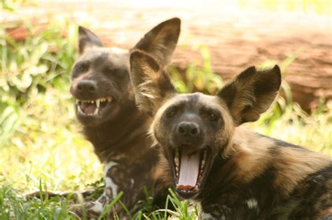 African Wild Dogs Natural Wonders The Wonders Zoological Garden