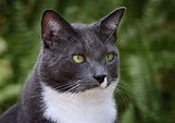 12 Stunning Gray and White Cat Breeds (With Pictures!) | ThePetFAQ
