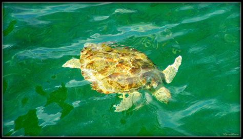 Sea Turtle Near Destin Florida Larry Moore Flickr