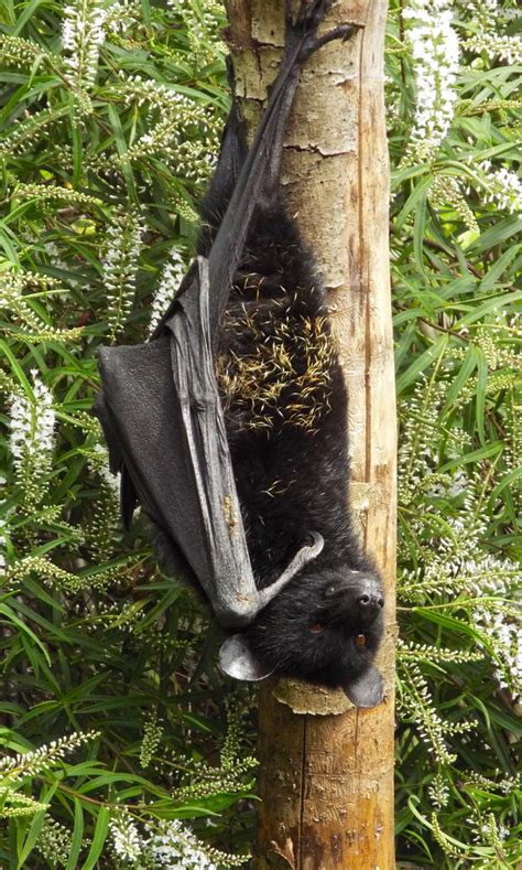 Livingstones Fruit Bat Bristol Zoo Gardens Clifton Bris Flickr
