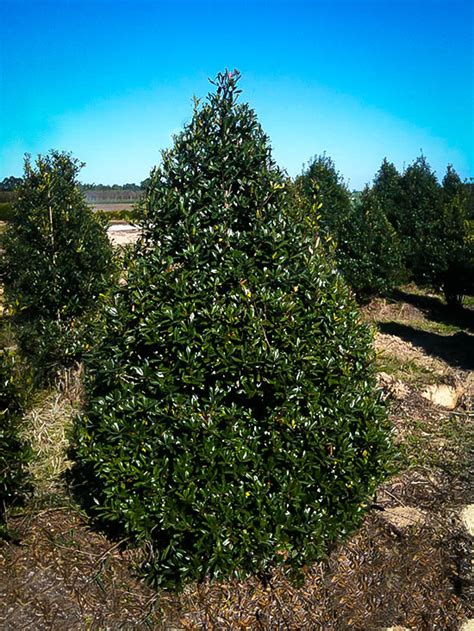 Foster Holly Trees For Sale Online The Tree Center