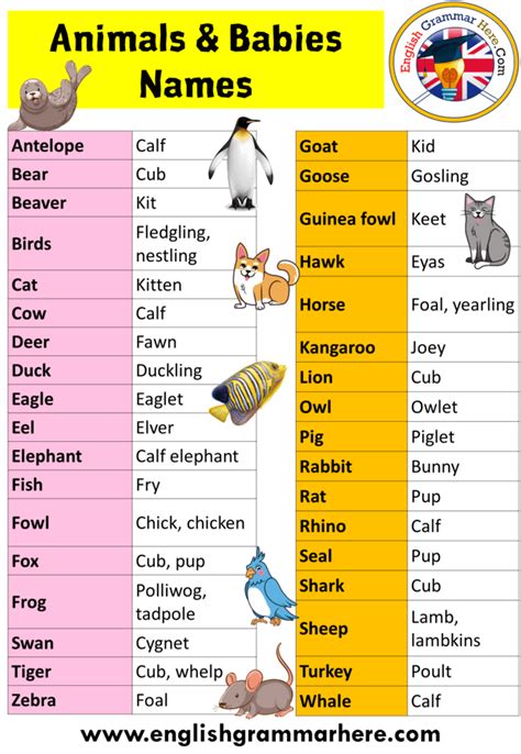 Baby Animal Names Definition And Examples English Grammar Here