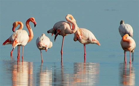 Why Do Flamingos Stand On One Leg Bird Spot