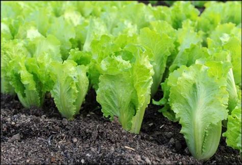 Lettuce How To Grow Organic Vegetables Growing Vegetables Lettuce
