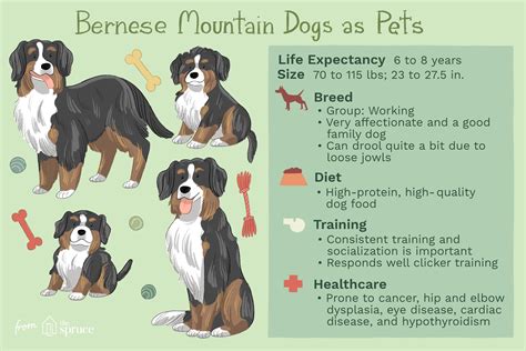 We did not find results for: Bernese Mountain Dog: Full Profile, History and Care