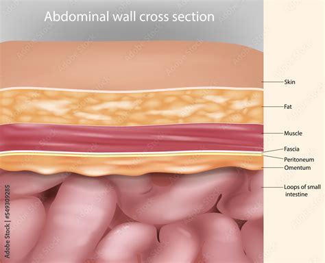 Vettoriale Stock Abdominal Wall Cross Section Anatomy Abdominal Wall
