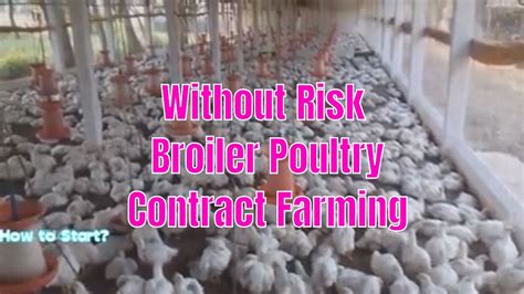 without risk broiler poultry contract farming youtube