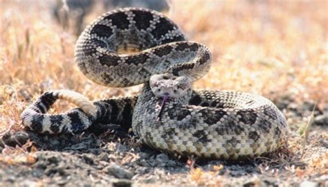 Snakes In Nevada Sciencing