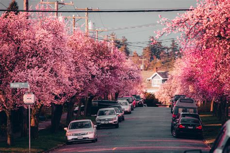 11 Must See Streets For Cherry Blossoms Around Victoria Mapphotos