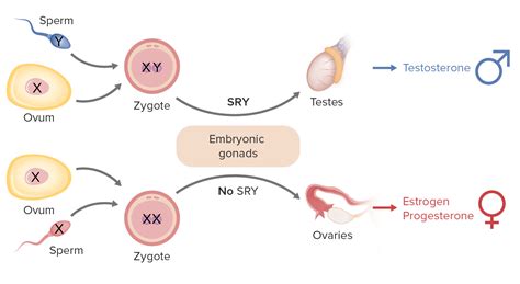 What Role Does The Sry Gene Play In Triggering Gonadal Development