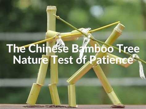 The Chinese Bamboo Tree Natures Ultimate Test Of Patience