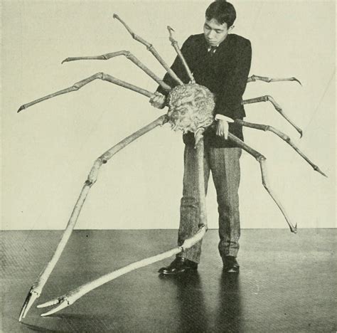 Dansk Jävlarna Heres A Giant Spider Crab From Japan Featured In