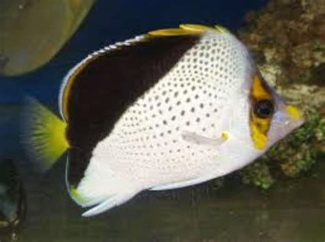 Hawaiian Butterflyfish Information And Picture Sea Animals