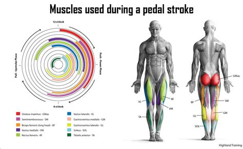 What Muscles Does Cycling Work Here S How To Maximize Gains