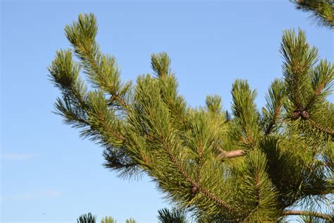 Pinus Nigra Laricio Guillot Bourne