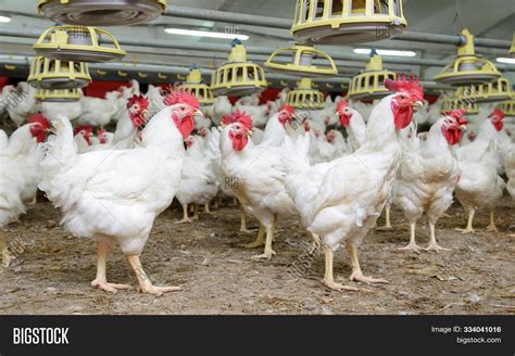 Poultry Farm Broiler Image And Photo Free Trial Bigstock