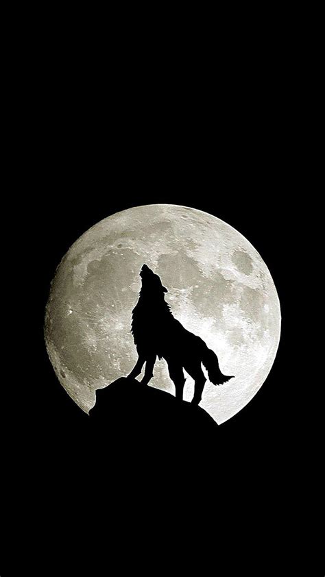 Wolf Howl Animal Wild Hd Phone Wallpaper Peakpx