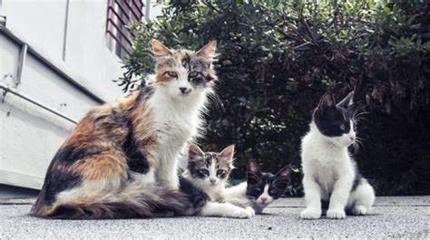 The Difference Between Feral And Stray Cats And What You Can Do