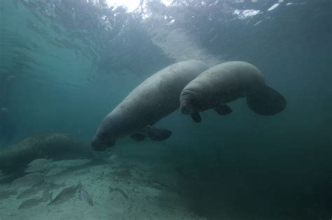 Best Places To Swim With Sea Creatures Florida Coast Entity Entity