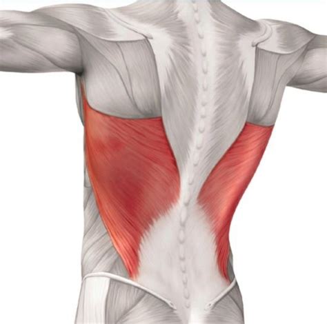 Advertisement Continue Reading Below The Latissimus Dorsi Also Known