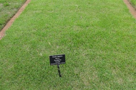 Zoysia Grass Guide To Caring For And Growing Zoysiagrass