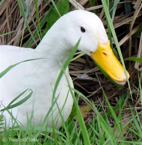 Birds And Wildlife 2 Beautiful Quacking White Ducks