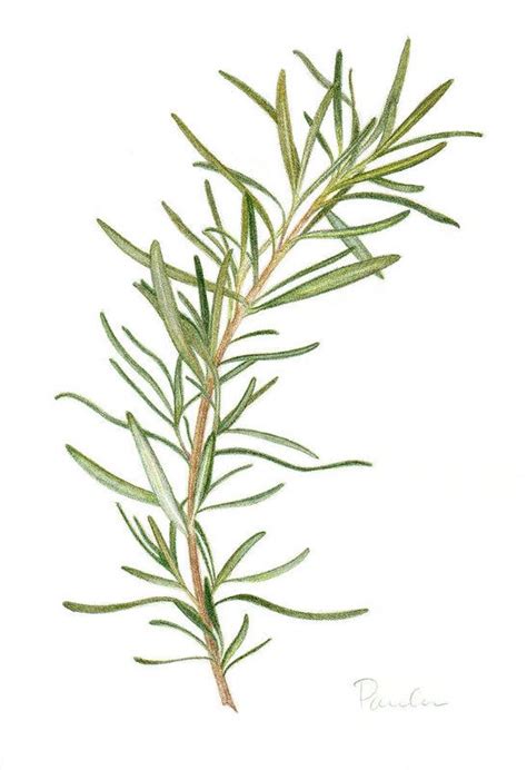 A Drawing Of A Branch With Green Leaves