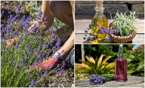 12 Ways To Use Lavender Around The Home And Garden