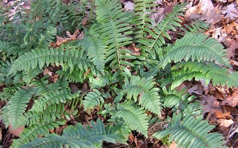 Sun & shade border perennials, hydrangea, lavender, roses & much more. Christmas Fern - 10 Count Flat of Quart Pots - Groundcover ...