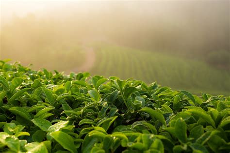 Best Time For Green Tea Fields In South Korea 2023 Best Season