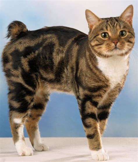 Manx Cat Cats Pretty Cats Cat Facts