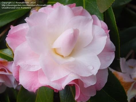 Plantfiles Pictures Camellia Hybrid Camellia Buttons N Bows