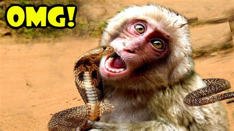 Most Amazing Monkey Attacks Chimpanzee Attacks Compilation People