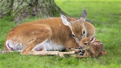 Superb Photo Of Mother Deer Love To His Beautiful Child